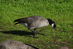 Branta hutchinsii leucopareia
