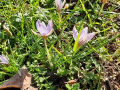 Crocus biflorus