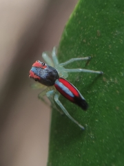 Ilargus coccineus