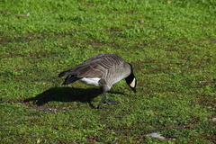 Branta hutchinsii leucopareia