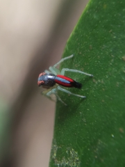 Ilargus coccineus