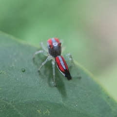 Ilargus coccineus