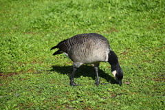 Branta hutchinsii leucopareia