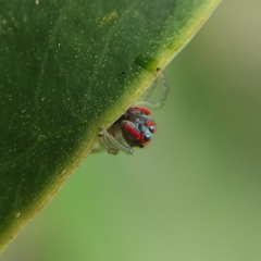 Ilargus coccineus