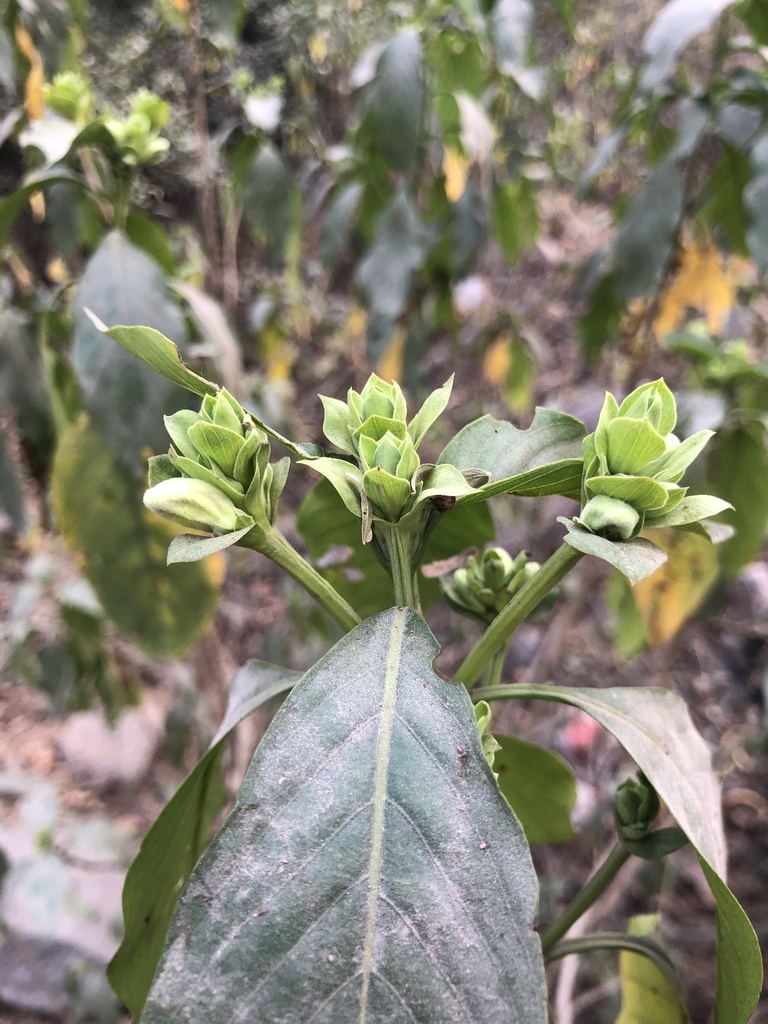 Justicia adhatoda, Central Ridge Forest Area, New Delhi, DL, IN