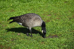 Branta hutchinsii leucopareia