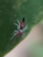 Ilargus coccineus
