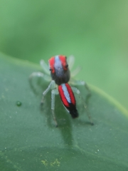 Ilargus coccineus