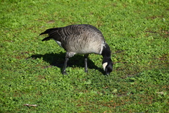 Branta hutchinsii leucopareia