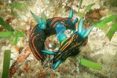 Roboastra gracilis