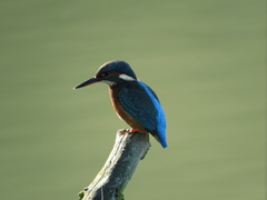 Alcedo atthis