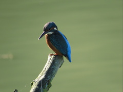 Alcedo atthis