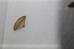 Eublemma perversicolor