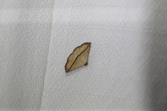 Eublemma perversicolor