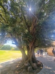 Olea europaea cuspidata