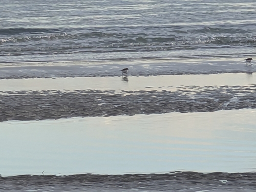 Kentish Plover