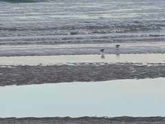 Charadrius alexandrinus