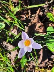 Crocus biflorus