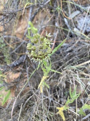 Asclepias crispa
