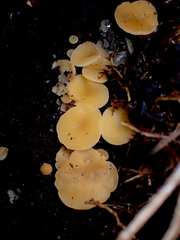 Phaeohelotium baileyanum