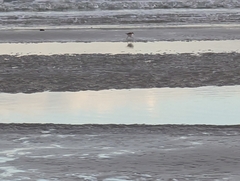 Charadrius alexandrinus