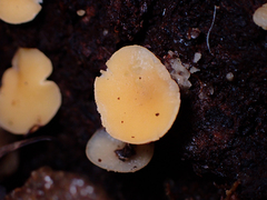 Phaeohelotium baileyanum