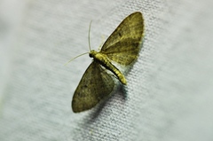 Eupithecia trisignaria