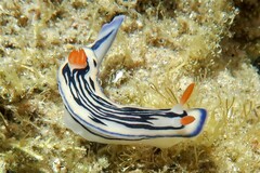 Hypselodoris maritima