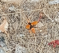 Cryptocheilus australis