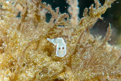 Glossodoris angasi