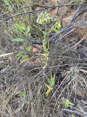 Asclepias crispa