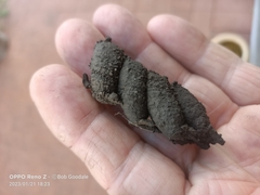 Cryptocheilus australis