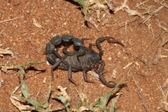 Parabuthus transvaalicus
