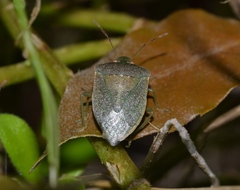 Nezara viridula