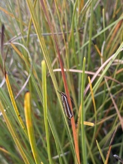Corynophora lativittalis