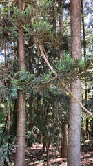 Araucaria cunninghamii