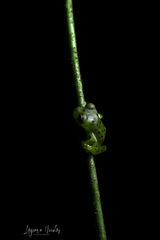 Espadarana prosoblepon