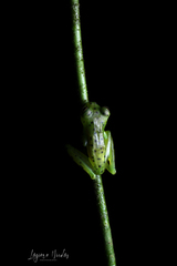 Espadarana prosoblepon