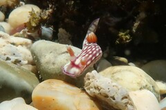 Hypselodoris whitei