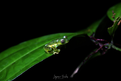 Espadarana prosoblepon