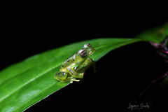 Espadarana prosoblepon