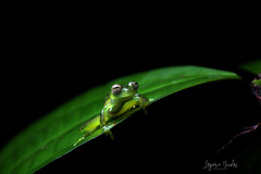 Espadarana prosoblepon