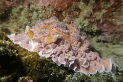 Dendrodoris carbunculosa