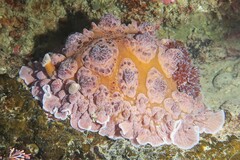 Dendrodoris carbunculosa