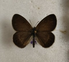 Coenonympha hero