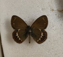Coenonympha hero