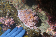 Dendrodoris carbunculosa