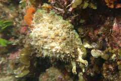 Dolabrifera brazieri