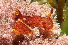 Plocamopherus imperialis