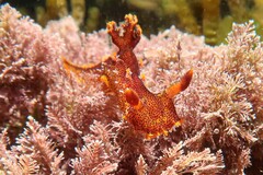 Plocamopherus imperialis